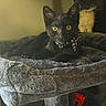 Ryú joined the competition — help win amazing prizes! animal, black_cat, bow_tie, cat_tree, cozy, curious, cute, domestic_animal, ears, face, feline, fur, indoor, kitten, pet, plush, resting, whiskers, wide_eyes, yellow_eyes