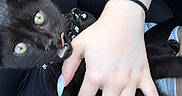 Ryú joined the competition — help win amazing prizes! animal, black_cat, claw, close_up, cute, fur, furry, hand, holding, indoor, kitten, long_nails, nail_polish, person, pet, playful, seat, tongue_out, wristband, yellow_eyes