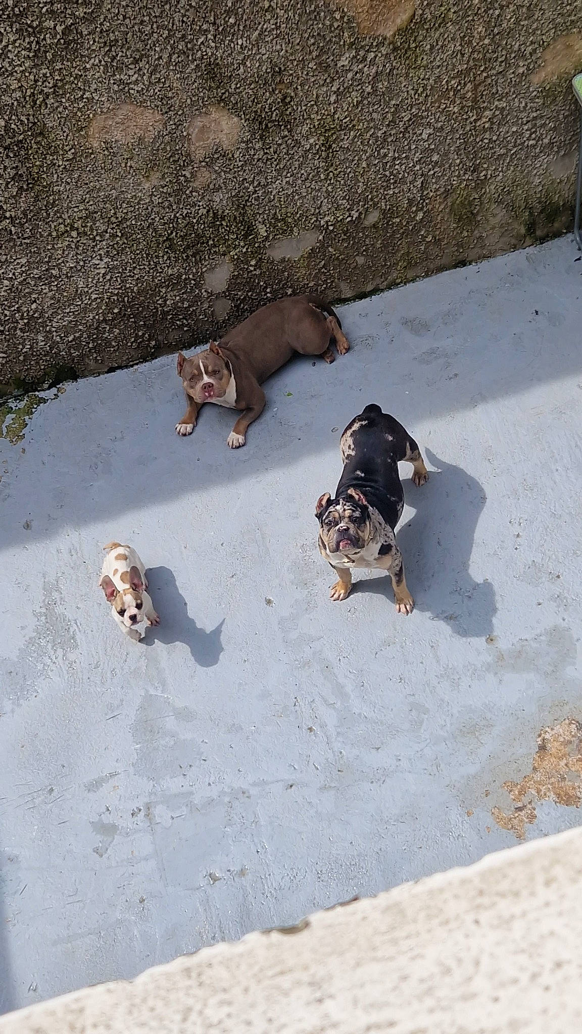 Tessa participe au concours pour gagner de l'argent avec cette photo : asphalt, canidae, carnivore, concrete, dog, dog_breed, fashion_accessory, fawn, leash, paw, road_surface, sand, shadow, sidewalk, soil, sporting_group, street_dog, tail, terrestrial_animal, working_animal