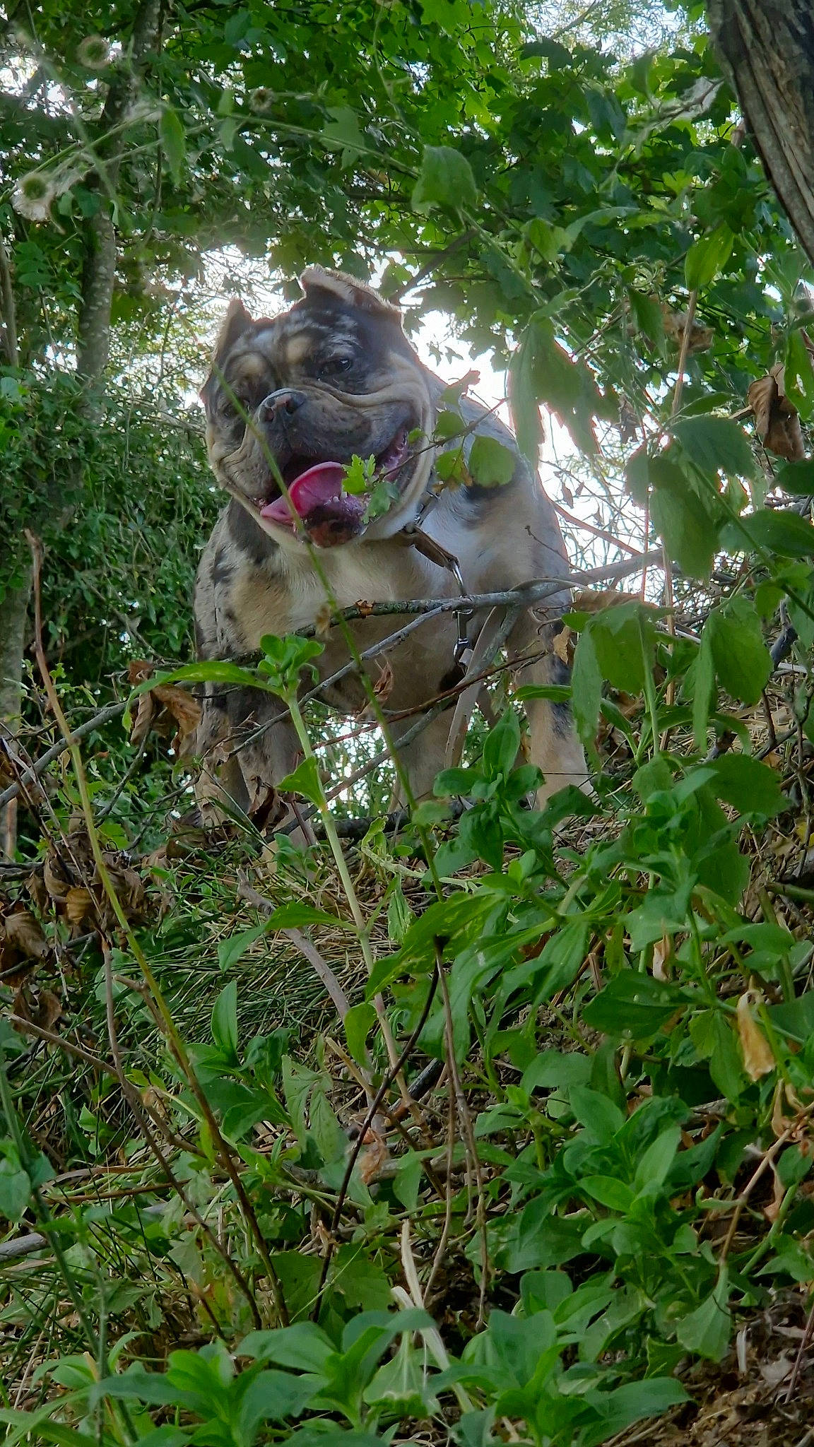 Tessa a rejoint le concours — aidez-le/la à gagner de superbes lots ! canidae, carnivore, companion_dog, dog, dog_breed, fawn, felidae, forest, grass, herb, jungle, non_sporting_group, plant, snout, sporting_group, terrestrial_animal, tree, twig, wildlife, working_animal