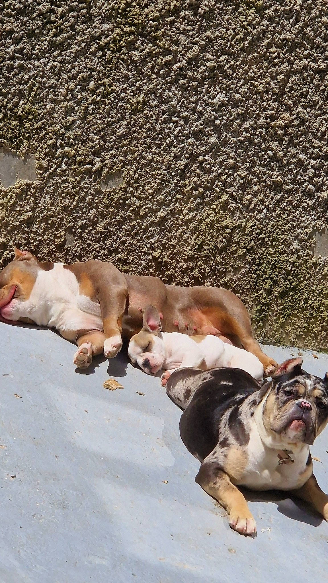 Tessa participe au concours pour gagner de l'argent avec cette photo : bulldog, canidae, carnivore, comfort, companion_dog, dog, dog_breed, fawn, felidae, fur, grass, human_leg, leash, paw, sand, sitting, sporting_group, street_dog, tail, working_animal