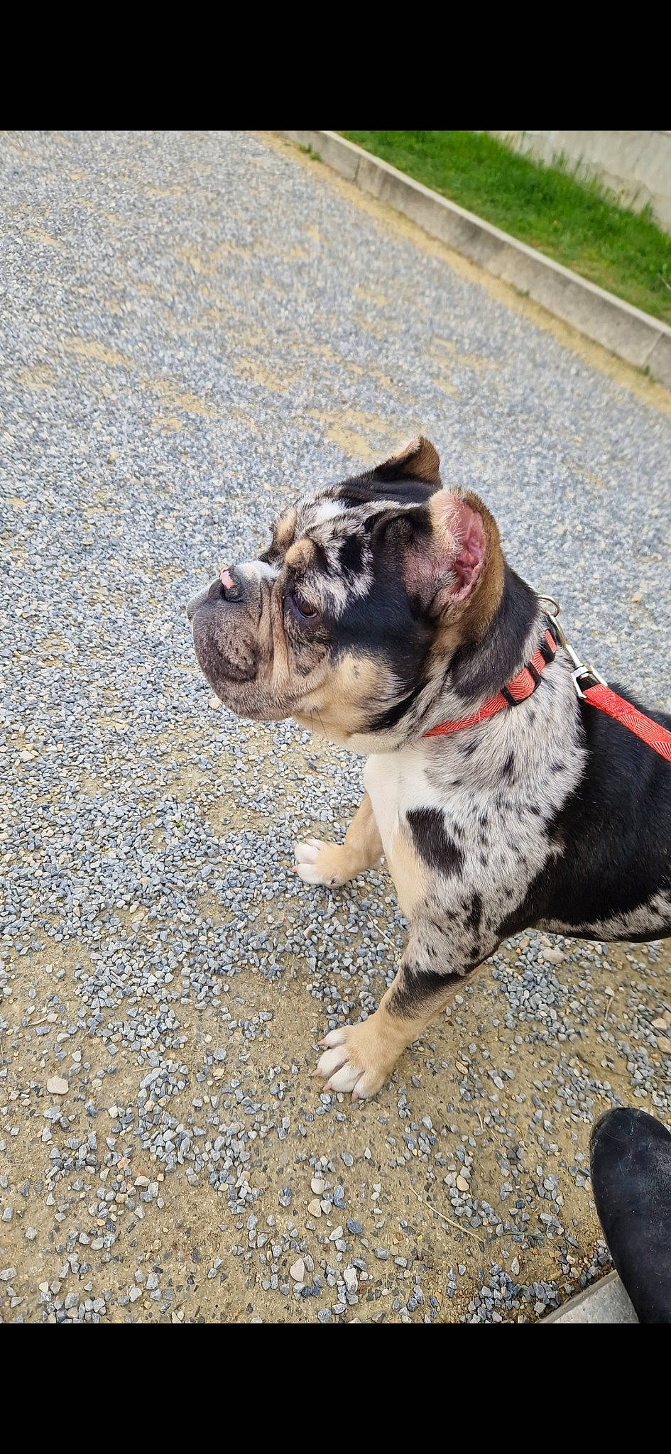 Tessa participe au concours pour gagner de l'argent avec cette photo : asphalt, bulldog, carnivore, collar, companion_dog, dog, dog_breed, dog_collar, fashion_accessory, fawn, grass, leash, pet_supply, road_surface, snout, tail, terrestrial_animal, toy_dog, working_animal, wrinkle