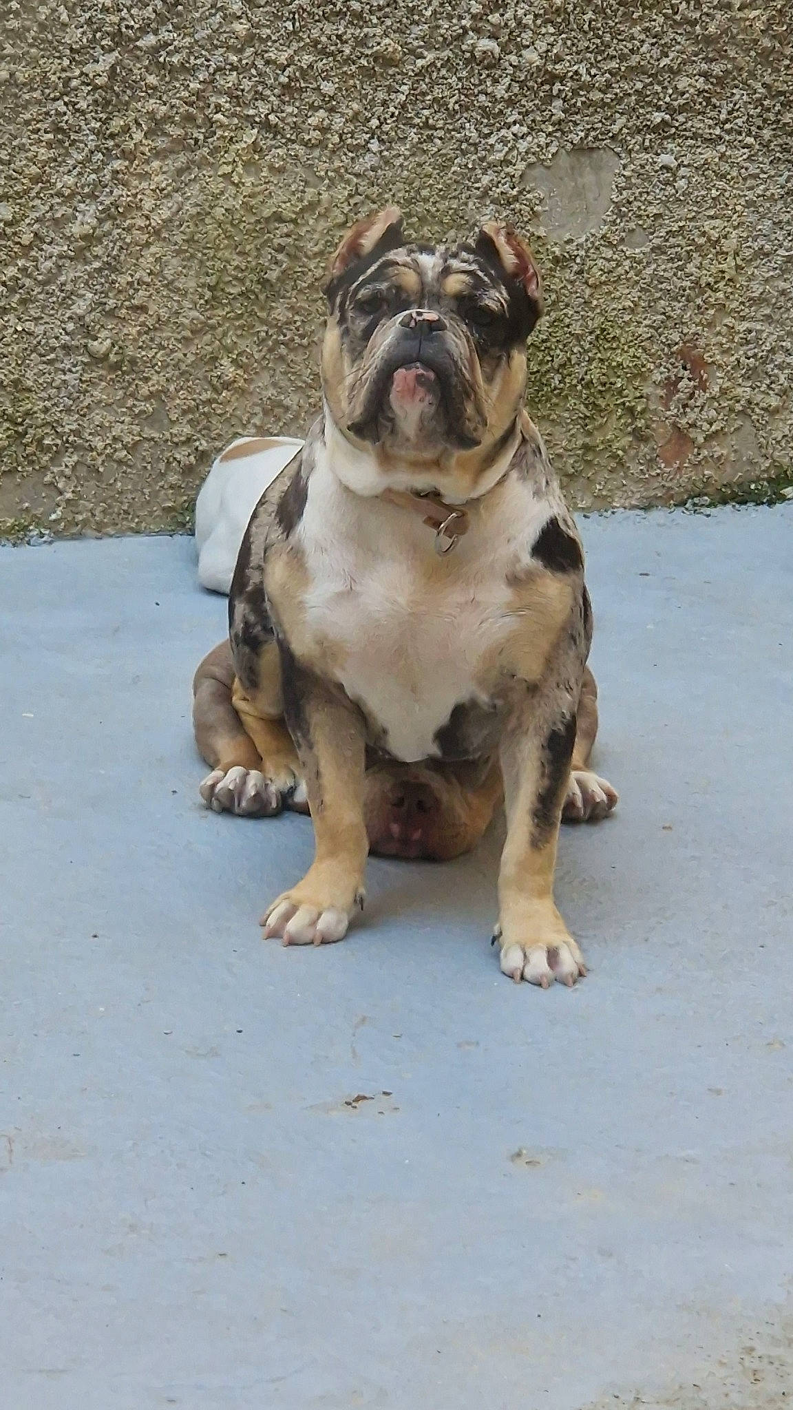 Tessa participe au concours pour gagner de l'argent avec cette photo : ancient_dog_breeds, bulldog, canidae, carnivore, companion_dog, dog, dog_breed, dog_collar, fawn, leash, molosser, non_sporting_group, olde_english_bulldogge, puppy, road_surface, sporting_group, terrestrial_animal, toy_dog, working_dog, wrinkle