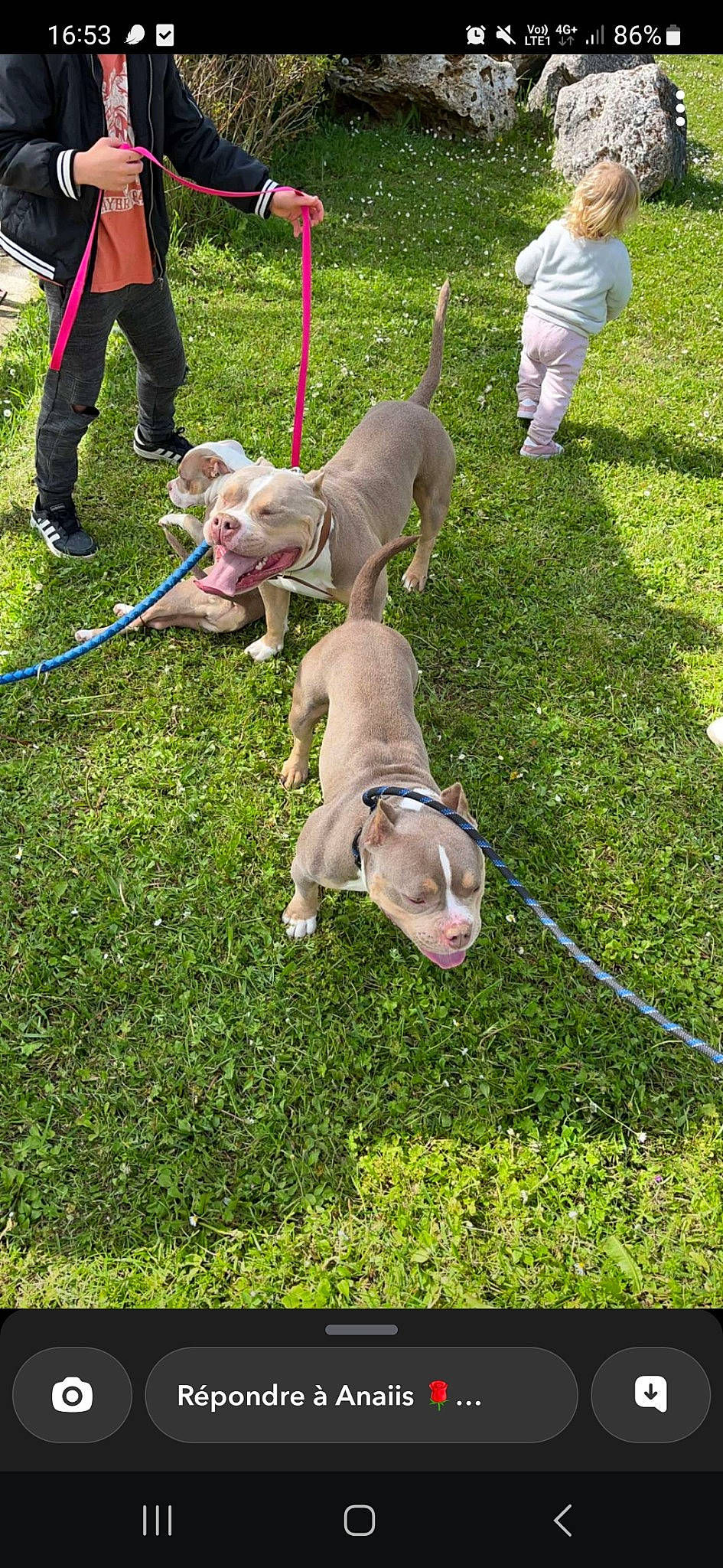 Taya participe au concours pour gagner de l'argent avec cette photo : canidae, carnivore, collar, companion_dog, dog, dog_breed, dog_collar, dog_supply, fashion_accessory, fawn, grass, green, lawn, leash, pet_supply, plant, shoe, sporting_group, tail, working_animal