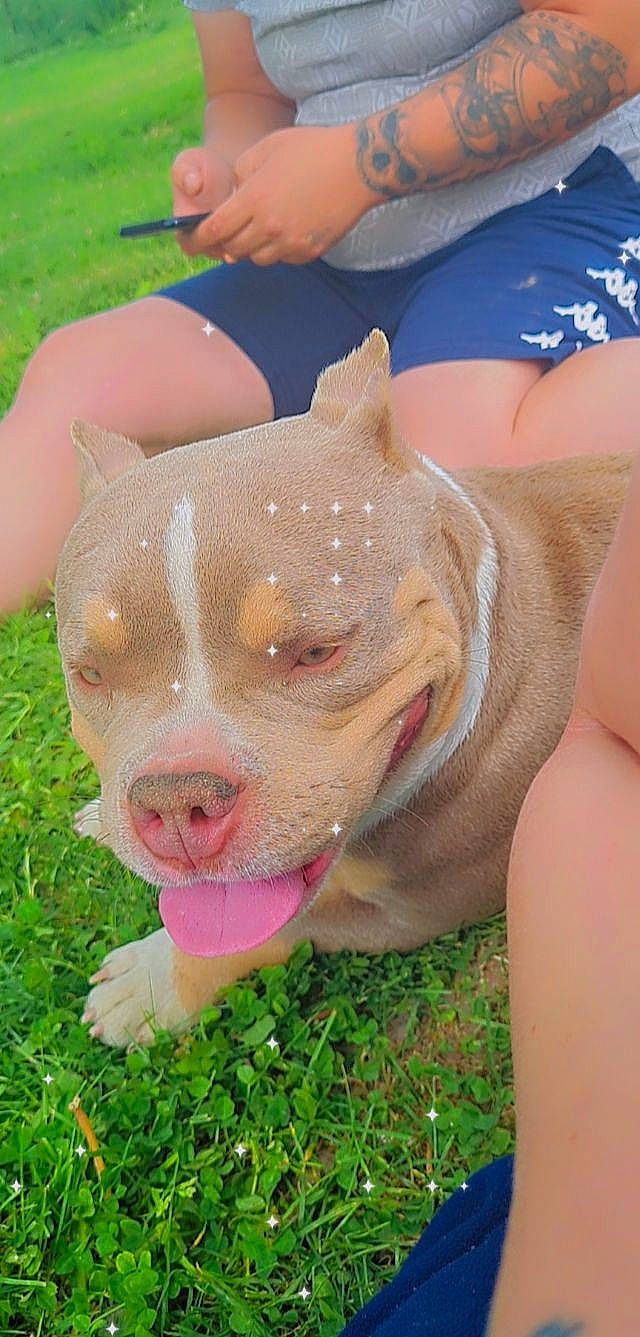 Taya a rejoint le concours — aidez-le/la à gagner de superbes lots ! canidae, carnivore, companion_dog, dog, dog_breed, domestic_pig, fawn, grass, liver, livestock, non_sporting_group, pet_supply, sporting_group, suidae, terrestrial_animal, whiskers, working_animal