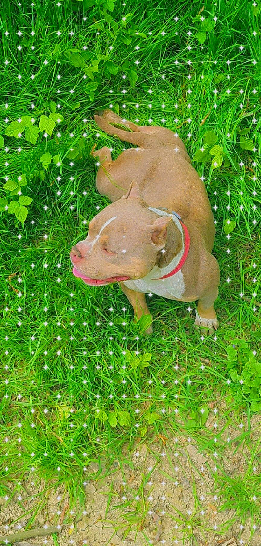 Taya a rejoint le concours — aidez-le/la à gagner de superbes lots ! amphibian, canidae, dog_breed, fawn, grass, grassland, groundcover, herb, livestock, non_sporting_group, plant, snout, sporting_group, tail, terrestrial_animal, wildlife, working_animal