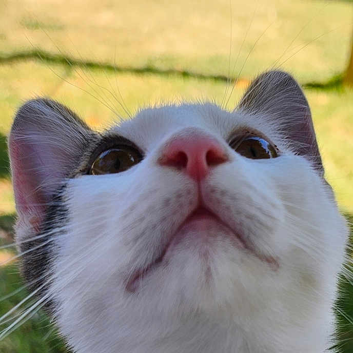 James joined the competition — help win amazing prizes! cat, close_up, face, whiskers, pink_nose, ears, outdoor, curious, animal, pet, feline, fur, muzzle, nature, daylight, background_blur, portrait, looking_up, cute, head