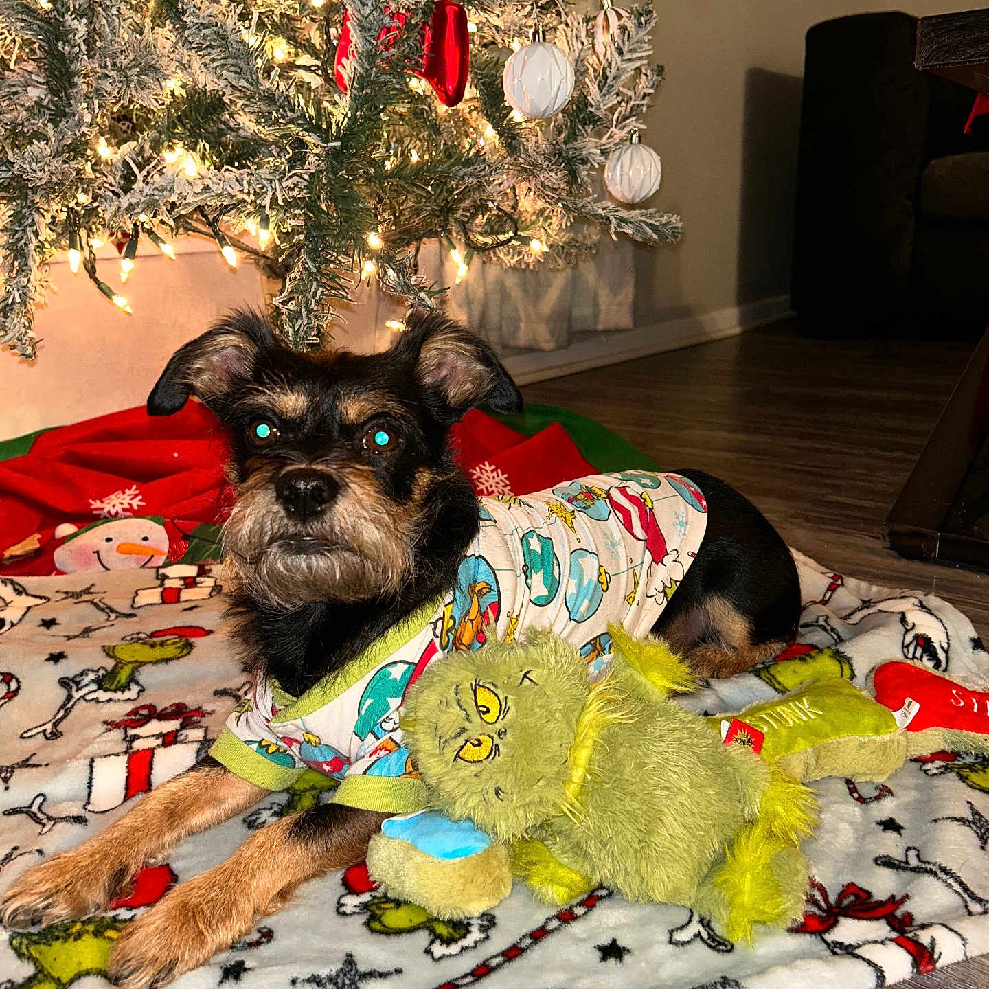 Duke joined the competition — help win amazing prizes! accessories, affenpinscher, animal, architecture, building, canine, couch, dog, furniture, homedecor, hound, indoors, livingroom, pet, plant, puppy, room, terrier, tree, wood