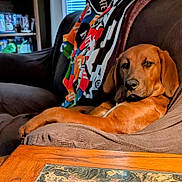 Sue joined the competition — help win amazing prizes! animal, armchair, blanket, brown_dog, canine, comfort, cozy, dog, domestic, furniture, home, indoor, living_room, lounge, pet, portrait, relaxed, resting, seated, wooden_table