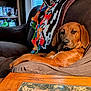 animal, armchair, blanket, brown_dog, canine, comfort, cozy, dog, domestic, furniture, home, indoor, living_room, lounge, pet, portrait, relaxed, resting, seated, wooden_table