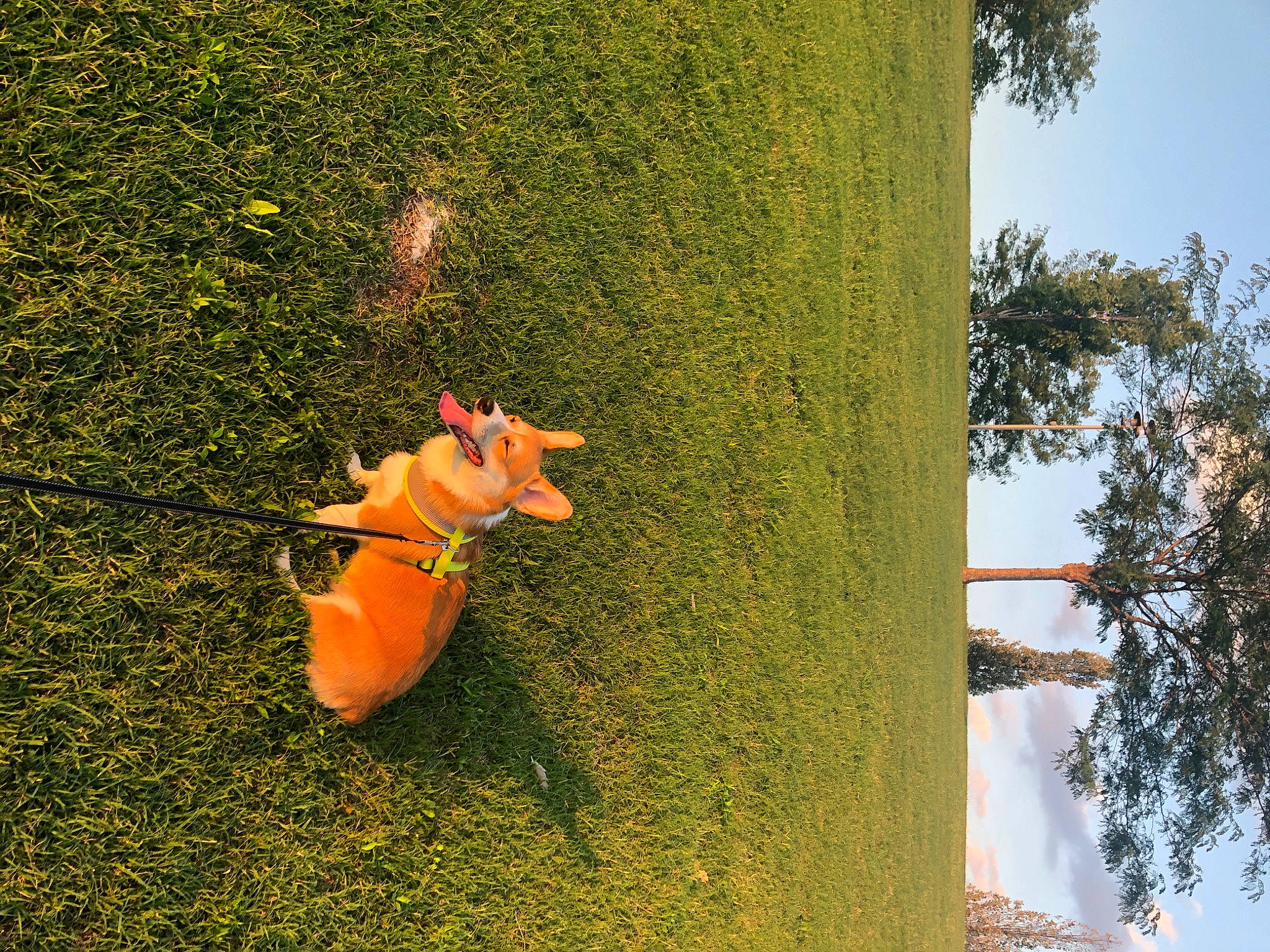 Obi is registered to the contest to win money with this photo: art, asphalt, botany, branch, grass, landscape, leisure, people_in_nature, petal, plant, road_surface, shrub, sky, tints_and_shades, toy, tree, trunk, vegetation, wall, woody_plant