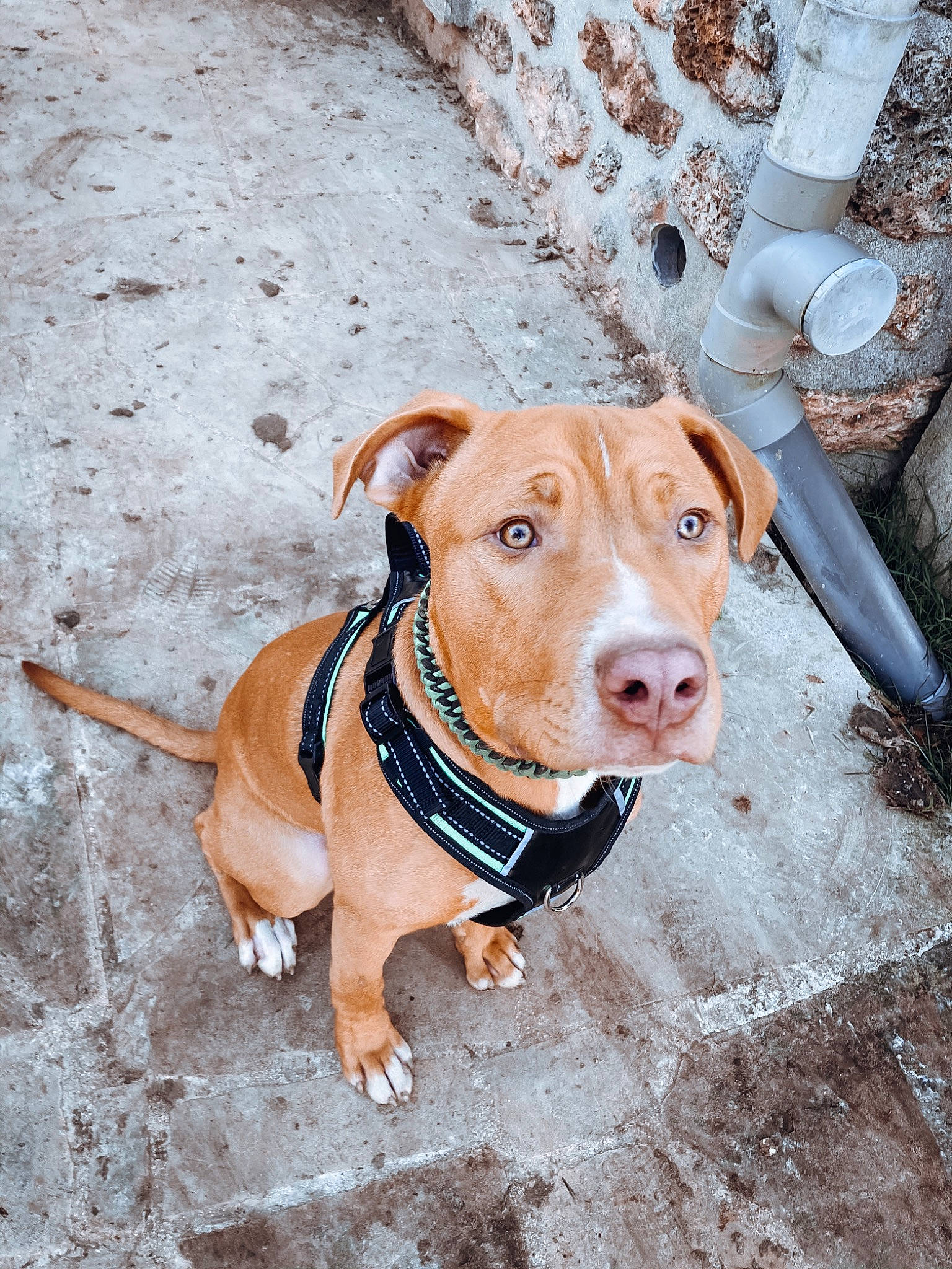 Kaïzer a rejoint le concours — aidez-le/la à gagner de superbes lots ! carnivore, collar, companion_dog, concrete, dog, dog_breed, dog_collar, dog_supply, fashion_accessory, fawn, guard_dog, leash, liver, pet_supply, road_surface, snout, sporting_group, wood, working_animal, working_dog