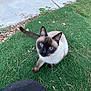 cat, siamese_cat, blue_eyes, grass, outdoor, sidewalk, curious, pet, animal, feline, whiskers, tail, nature, daylight, close_up, looking_up, pavement, greenery, person_knee, playful