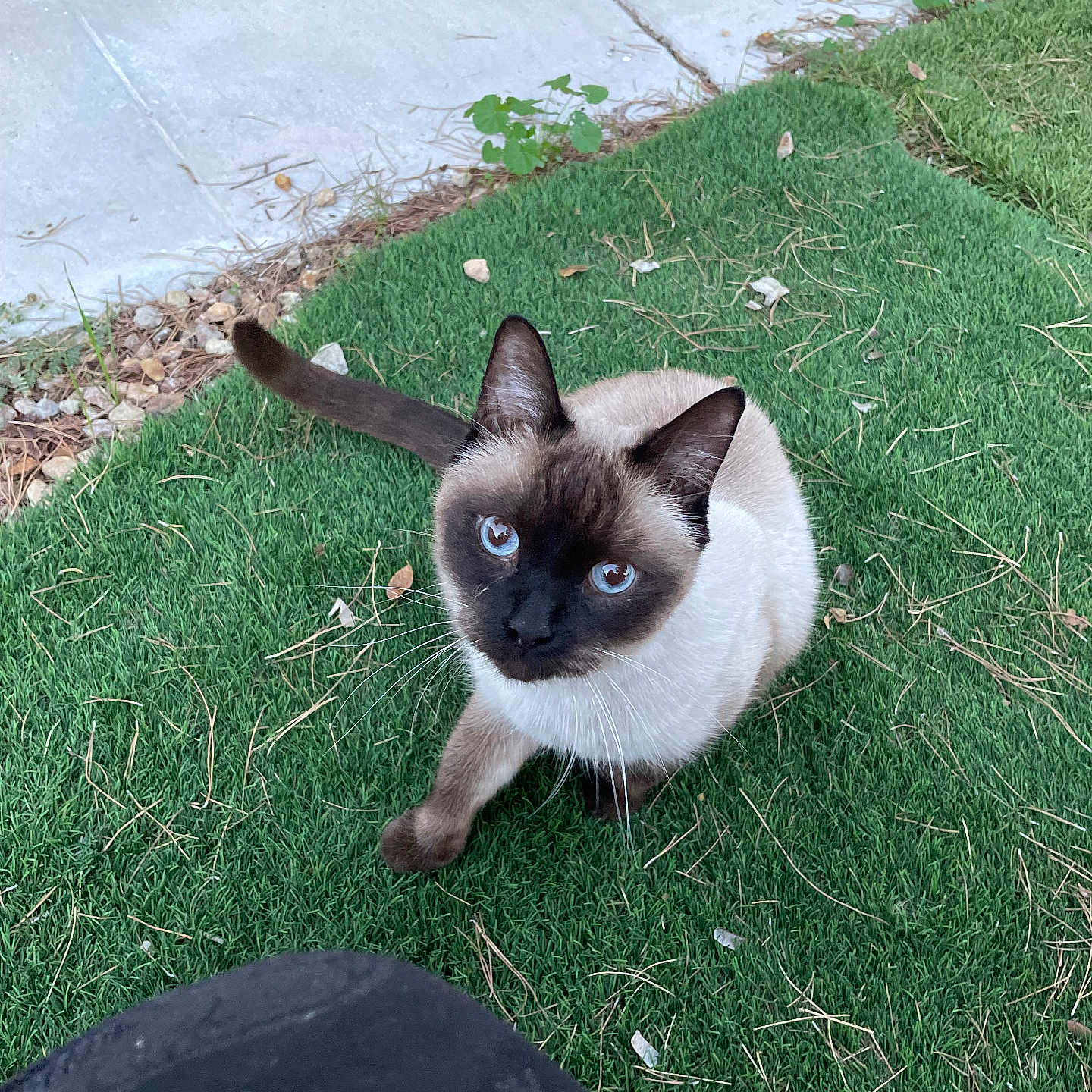 Lufey joined the competition — help win amazing prizes! animal, blue_eyes, cat, close_up, curious, daylight, feline, grass, greenery, looking_up, nature, outdoor, pavement, person_knee, pet, playful, siamese_cat, sidewalk, tail, whiskers