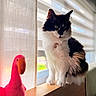 Pearl is registered to the contest to win money with this photo: animal, black_and_white, cat, collar, curious, curtains, domestic_animal, feline, flamingo, fluffy, home, indoor, natural_light, pet, pink, plush_toy, soft_light, toy, window, windowsill