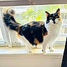 Pearl joined the competition — help win amazing prizes! animal, black, calico, cat, curious, domestic, fluffy, fur, green_eyes, indoor, natural_light, pet, plant, screen, standing, tail, whiskers, white, window, windowsill