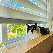 Pearl is registered to the contest to win money with this photo: animal, blinds, calico_cat, cat, closeup, curious, daylight, feline, fluffy, green_leaves, home_interior, houseplant, indoor, pet, resting, screen, sunlight, window, wooden_ledge, yellow_eyes
