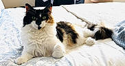 Pearl joined the competition — help win amazing prizes! animal, bed, black, calm, cat, cozy, cute, domestic, feline, fur, home, indoor, looking, mammal, orange, pet, relaxing, resting, sleepy, white