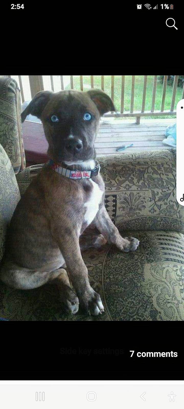 Bently is registered to the contest to win money with this photo: canidae, carnivore, collar, companion_dog, dog, dog_breed, dog_collar, fawn, fur, non_sporting_group, pet_supply, puppy, rectangle, sporting_group, toy_dog, whiskers, working_animal