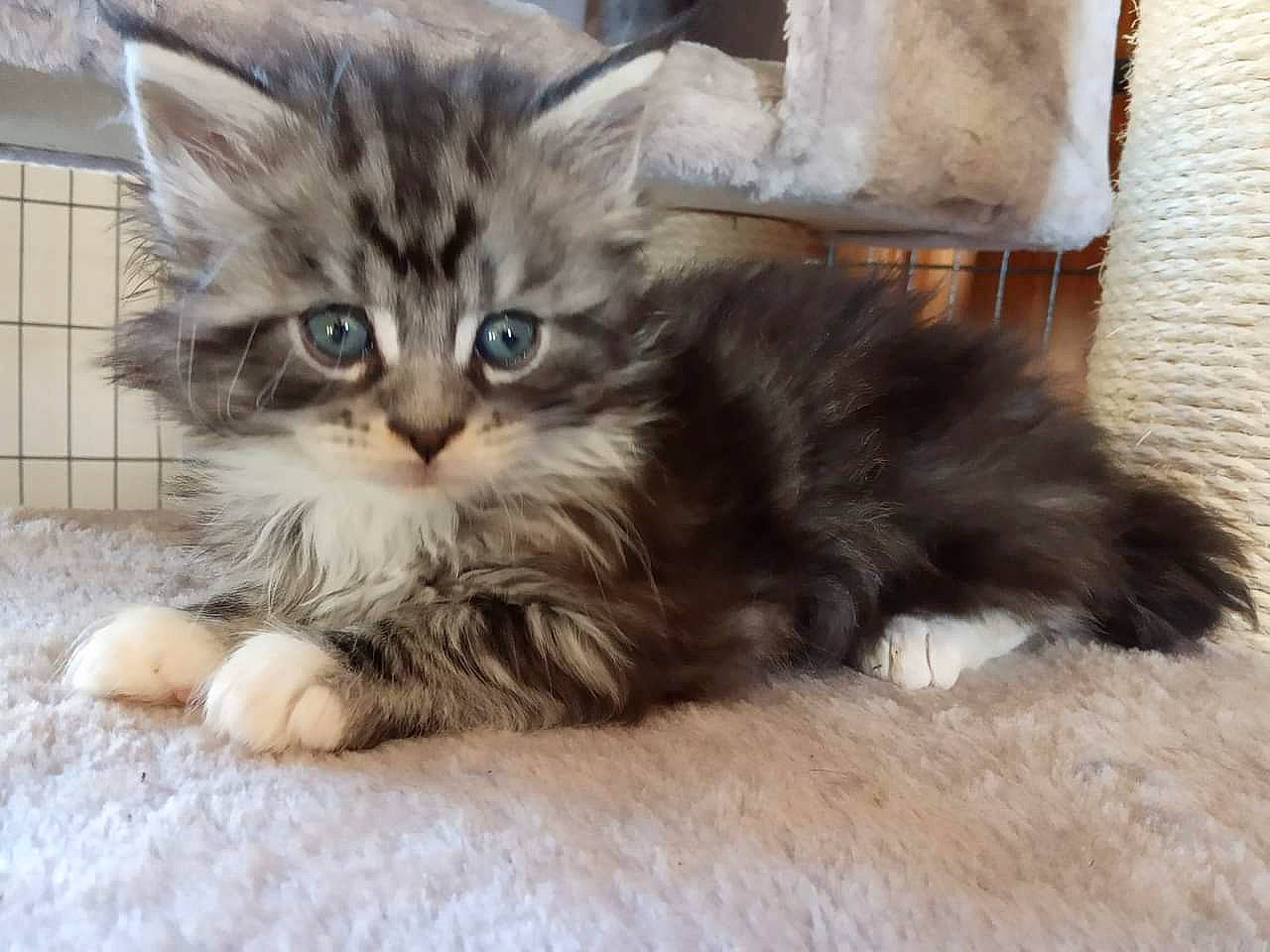 Sijie a rejoint le concours — aidez-le/la à gagner de superbes lots ! box, carnivore, cat, claw, comfort, domestic_short_haired_cat, fawn, felidae, flooring, fur, paw, small_to_medium_sized_cats, snout, tail, terrestrial_animal, whiskers