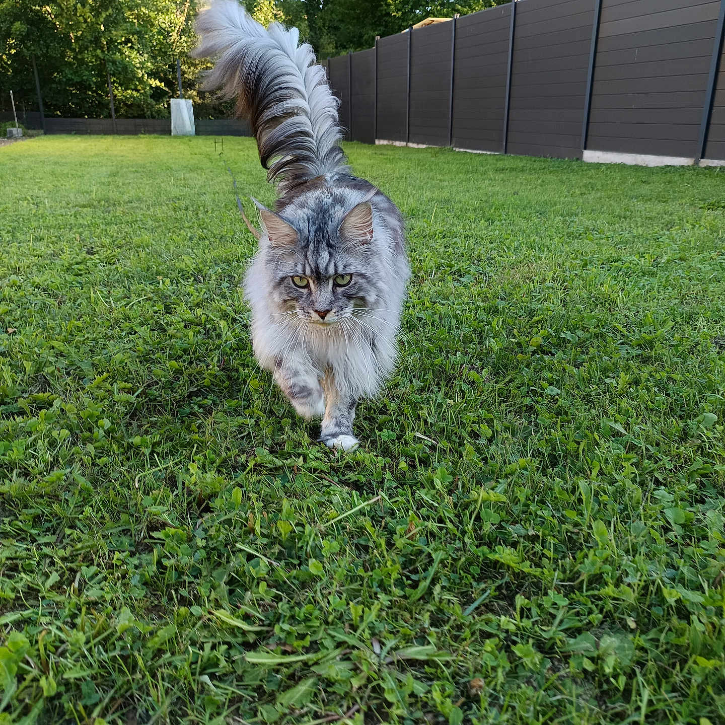 Sijie participe au concours pour gagner de l'argent avec cette photo : animal, backyard, canine, cat, dog, field, grass, grassland, green, lawn, nature, outdoors, park, pet, plant, puppy, sphere, tree, vegetation, yard