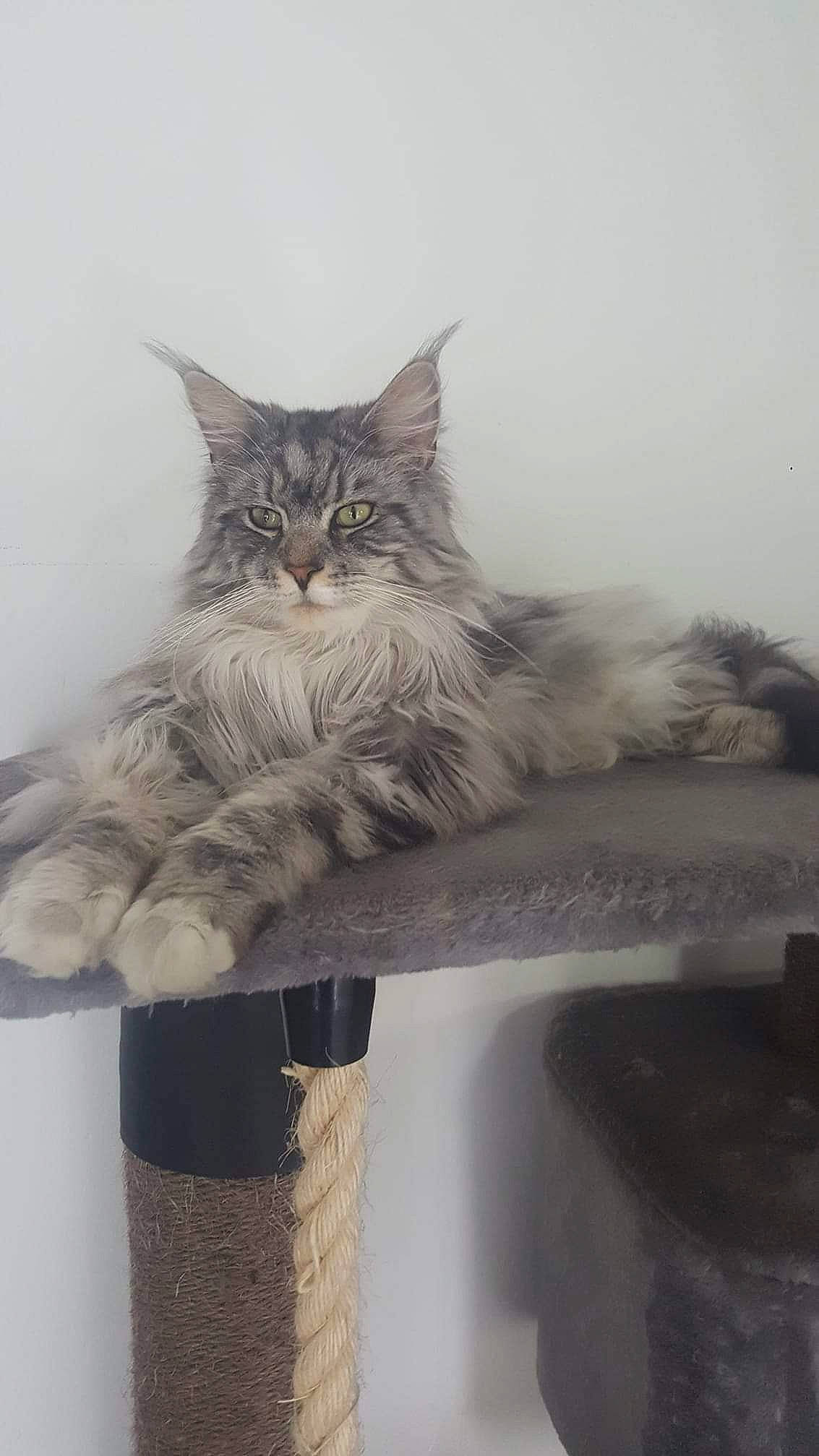 Sijie a rejoint le concours — aidez-le/la à gagner de superbes lots ! british_longhair, carnivore, cat, chair, comfort, domestic_short_haired_cat, felidae, flowerpot, fur, grey, maine_coon, paw, small_to_medium_sized_cats, tail, tree, whiskers, window, winter, wood
