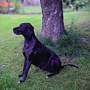 Kimberrose joined the competition — help win amazing prizes! animal, black_dog, calm, canine, daylight, dog, fur, grass, greenery, leafy, mammal, nature, outdoor, park, pet, quiet, side_view, sitting, tree_trunk, watchful