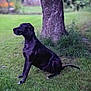 animal, black_dog, calm, canine, daylight, dog, fur, grass, greenery, leafy, mammal, nature, outdoor, park, pet, quiet, side_view, sitting, tree_trunk, watchful