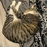 Timmy is registered to the contest to win money with this photo: bed, bedding, black_and_white_cat, blanket, cat, cats, cozy, cuddling, curled_up, ears, feline, fur, indoor, nap, paws, pet, relaxed, sleeping, tabby_cat, whiskers