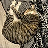 bed, bedding, black_and_white_cat, blanket, cat, cats, cozy, cuddling, curled_up, ears, feline, fur, indoor, nap, paws, pet, relaxed, sleeping, tabby_cat, whiskers