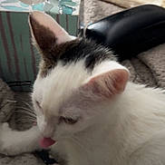 Flurry is registered to the contest to win money with this photo: cat, white_cat, tongue_out, black_patch, feline, pet, indoor, blanket, tissue_box, cozy, close_up, fur, animal, cute, whiskers, relaxed, home, soft, sleepy, playful