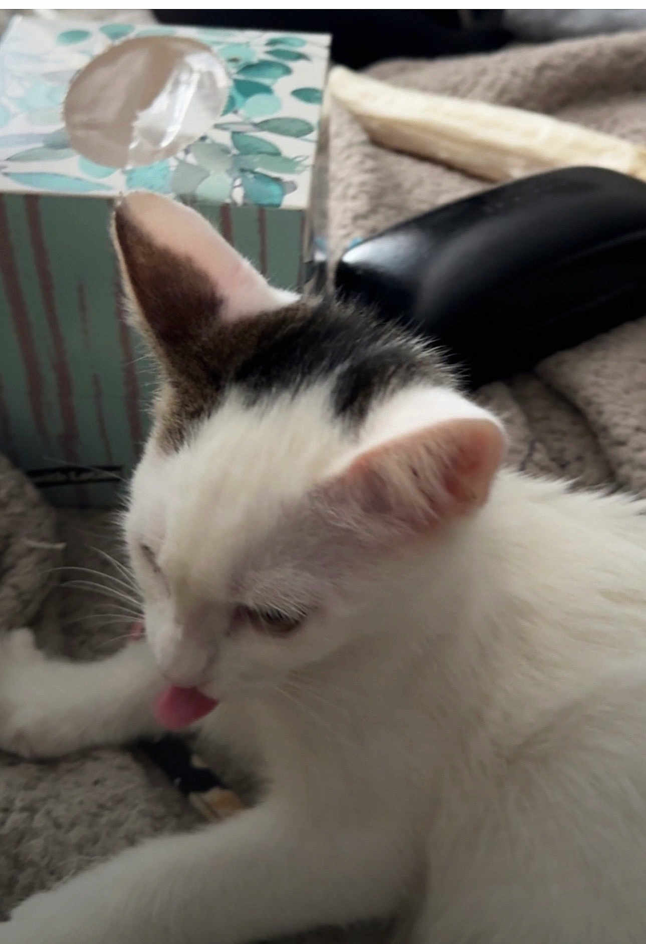 Flurry is registered to the contest to win money with this photo: cat, white_cat, tongue_out, black_patch, feline, pet, indoor, blanket, tissue_box, cozy, close_up, fur, animal, cute, whiskers, relaxed, home, soft, sleepy, playful