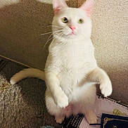 Frosty joined the competition — help win amazing prizes! animal, blurred, book, carpet, cat, closeup, curious, cute, domestic, feline, floor, indoor, paw, pet, pet_toy, plush_toy, standing, toy, wall, white_cat