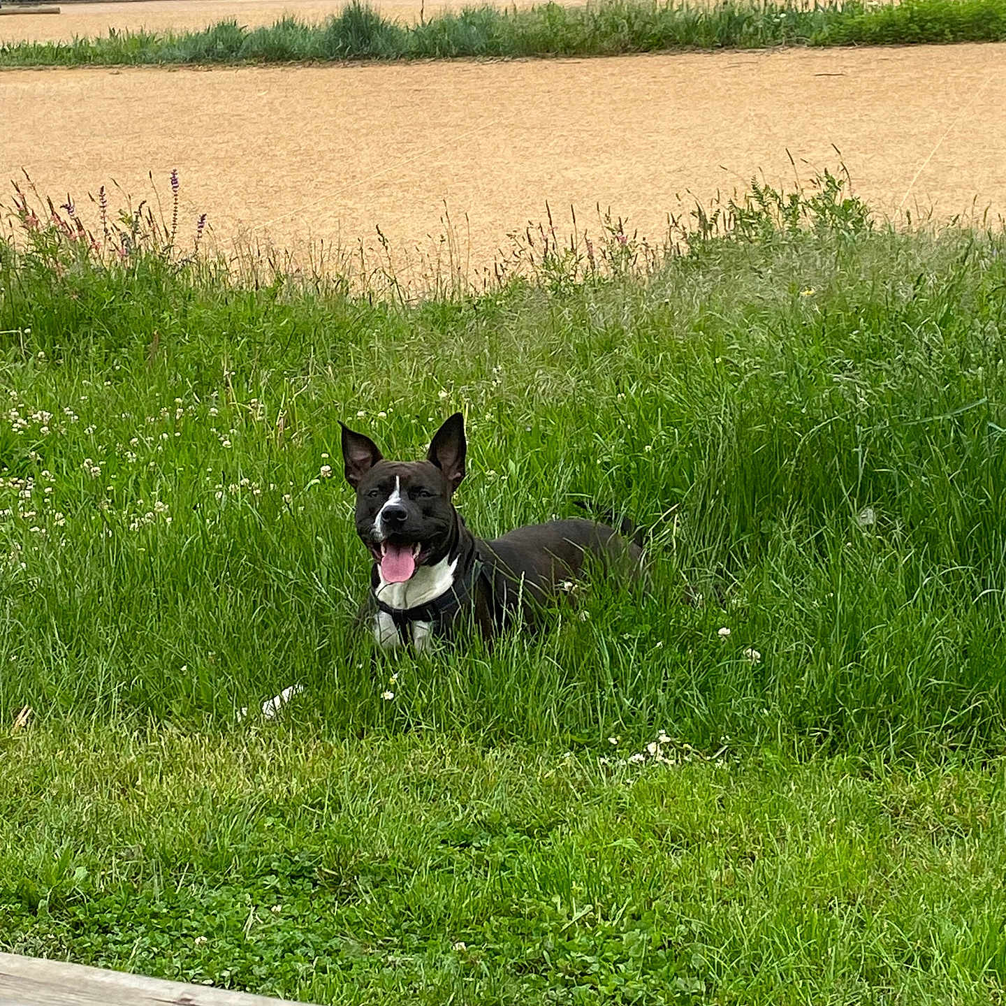Végéta a rejoint le concours — aidez-le/la à gagner de superbes lots ! accessories, alloywheel, animal, bulldog, canine, countryside, dog, field, grass, grassland, husky, lawn, meadow, nature, outdoors, pet, plant, puppy, rural, strap