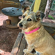 Minnie is registered to the contest to win money with this photo: animal, bench, brown, canine, collar, daylight, dog, fur, leash, nature, outdoor, pet, pink_collar, portrait, rustic, side_view, sitting, tree, wood, yard