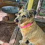 animal, bench, brown, canine, collar, daylight, dog, fur, leash, nature, outdoor, pet, pink_collar, portrait, rustic, side_view, sitting, tree, wood, yard
