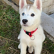 Aïko a rejoint le concours — aidez-le/la à gagner de superbes lots ! puppy, dog, husky, heterochromia, blue_eye, brown_eye, red_collar, grass, outdoor, pet, young_dog, canine, animal, sitting, fur, ears, nose, cute, curious, portrait