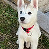 puppy, dog, husky, heterochromia, blue_eye, brown_eye, red_collar, grass, outdoor, pet, young_dog, canine, animal, sitting, fur, ears, nose, cute, curious, portrait