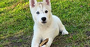 Aïko participe au concours pour gagner de l'argent avec cette photo : puppy, dog, husky, grass, outdoor, stick, animal, pet, cute, young, canine, nature, fur, ears, eyes, lying_down, playful, sunlight, greenery, adorable