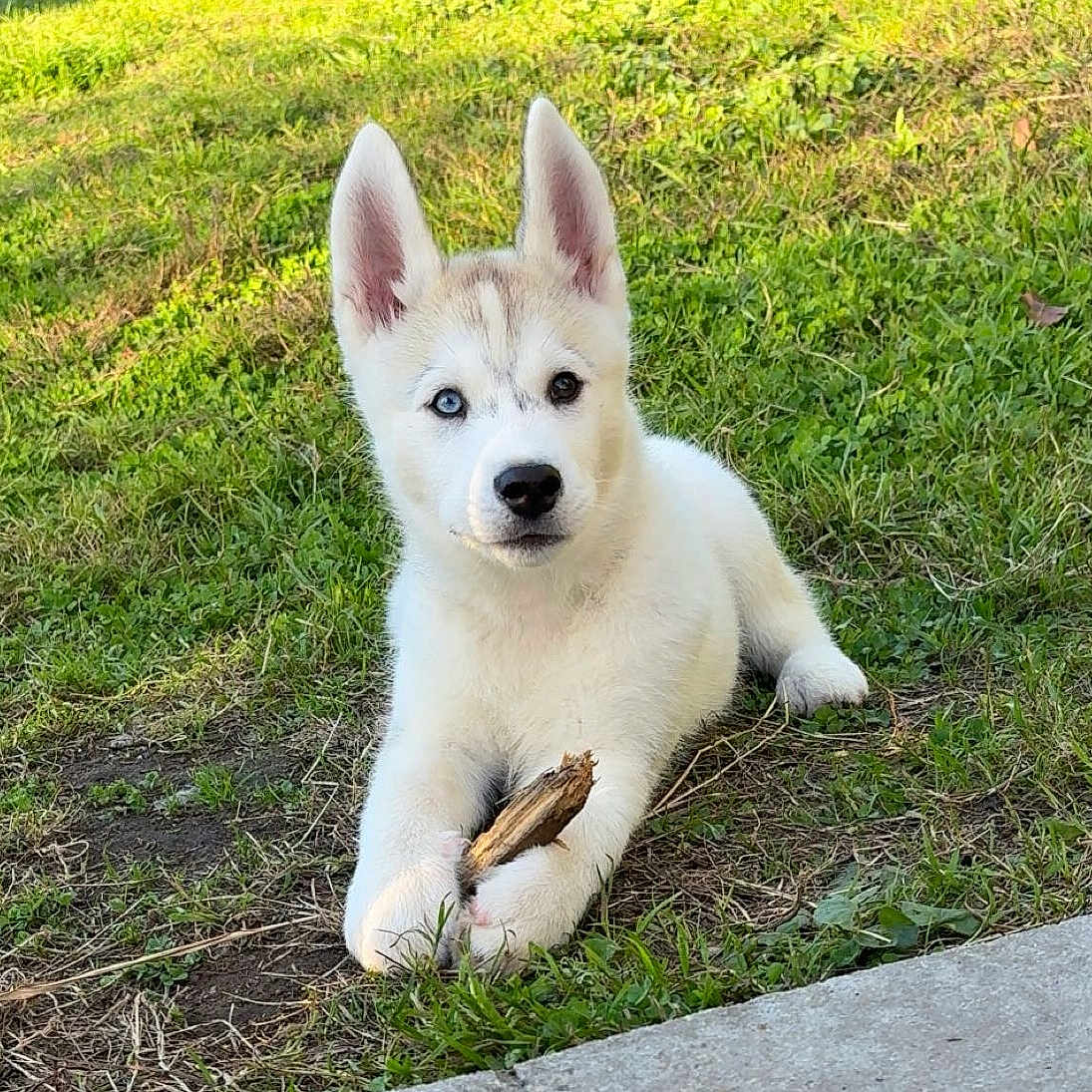 Aïko participe au concours pour gagner de l'argent avec cette photo : puppy, dog, husky, grass, outdoor, stick, animal, pet, cute, young, canine, nature, fur, ears, eyes, lying_down, playful, sunlight, greenery, adorable