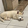 puppy, dog, sleeping, floor, tile, indoor, cozy, resting, cute, young, fur, animal, pet, ears, nose, paw, corner, home, quiet, relaxation