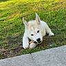 Aïko a rejoint le concours — aidez-le/la à gagner de superbes lots ! puppy, dog, husky, grass, outdoor, chewing, stick, pet, young, animal, nature, playful, canine, cute, fur, ears, snout, daylight, sidewalk, ground