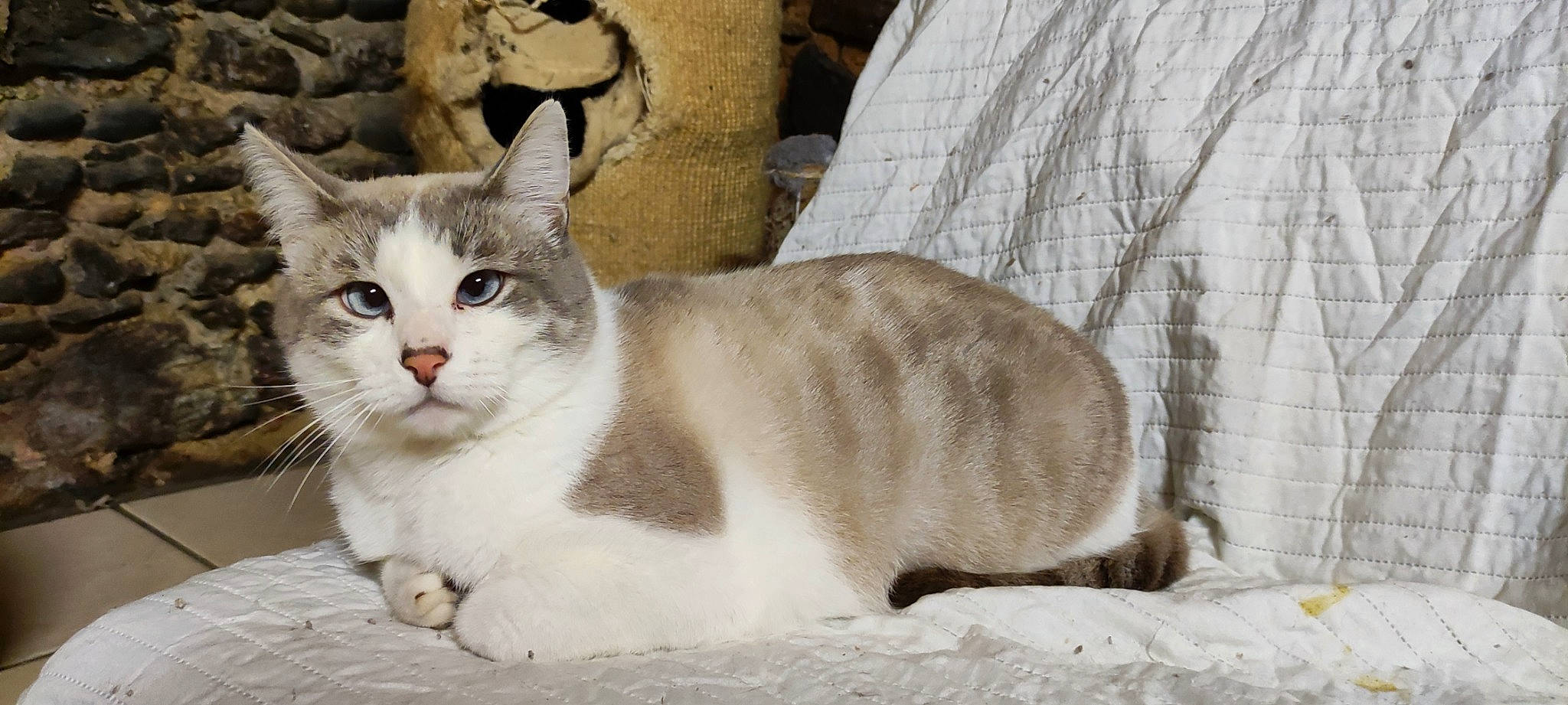 Ponga a rejoint le concours — aidez-le/la à gagner de superbes lots ! carnivore, cat, domestic_short_haired_cat, felidae, fur, paw, small_to_medium_sized_cats, snout, tail, terrestrial_animal, whiskers, window