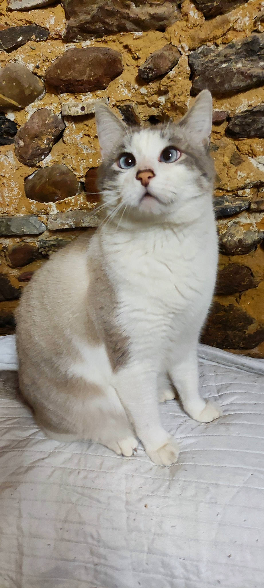 Ponga participe au concours pour gagner de l'argent avec cette photo : carnivore, cat, claw, domestic_short_haired_cat, eye, felidae, fur, head, paw, sitting, small_to_medium_sized_cats, snout, tail, terrestrial_animal, vehicle_registration_plate, whiskers, window