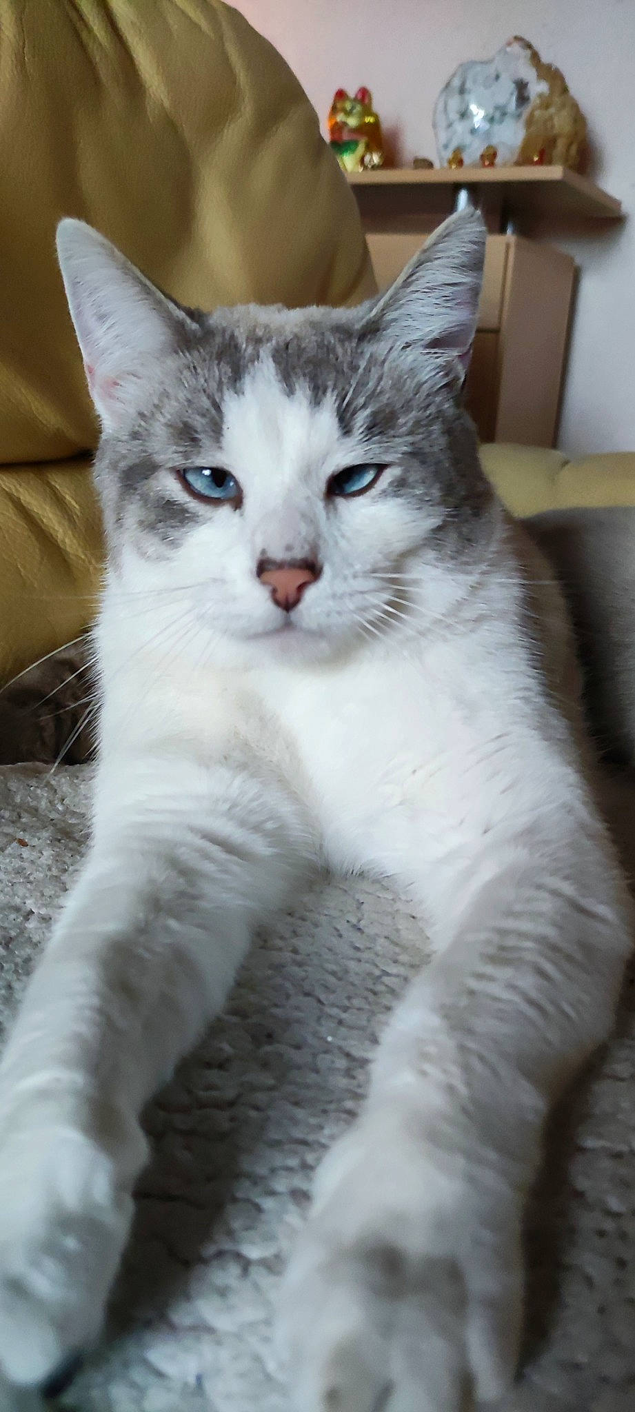 Ponga participe au concours pour gagner de l'argent avec cette photo : carnivore, cat, domestic_short_haired_cat, felidae, fur, iris, paw, small_to_medium_sized_cats, snout, tail, terrestrial_animal, whiskers, window