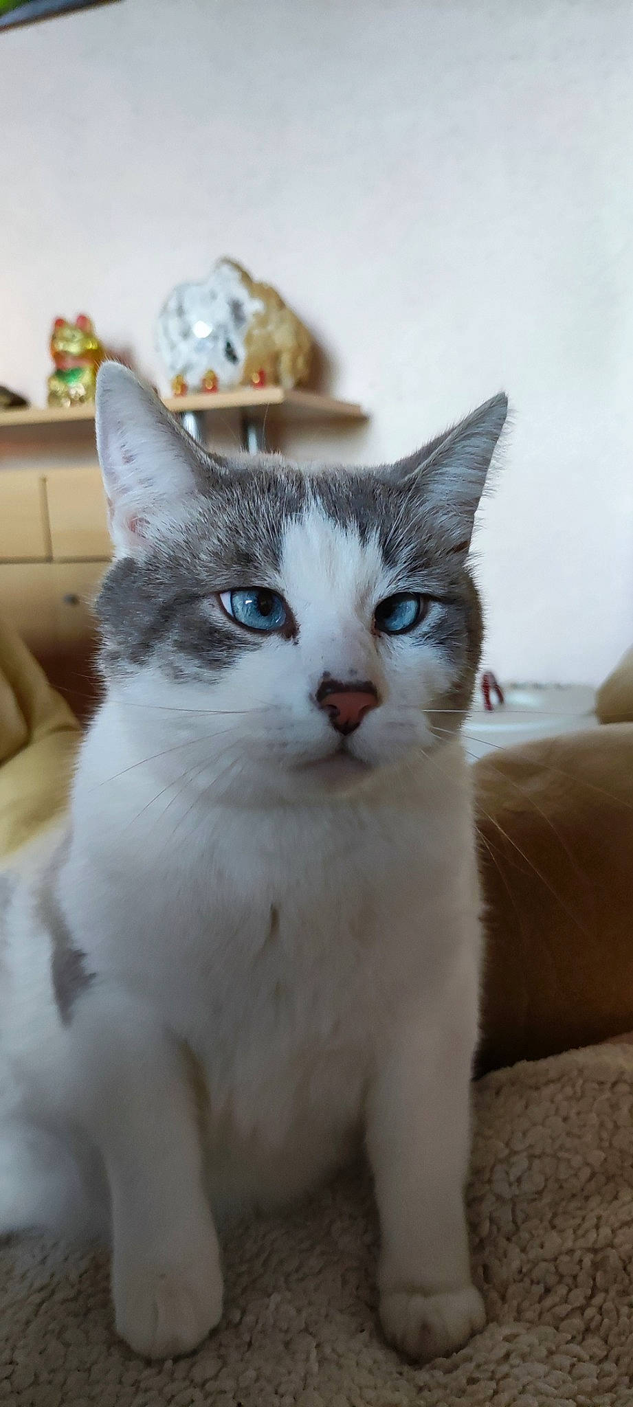 Ponga participe au concours pour gagner de l'argent avec cette photo : bookcase, cabinetry, carnivore, cat, chest_of_drawers, comfort, couch, domestic_short_haired_cat, door, eye, felidae, fur, paw, shelf, small_to_medium_sized_cats, snout, tail, tree, whiskers, window