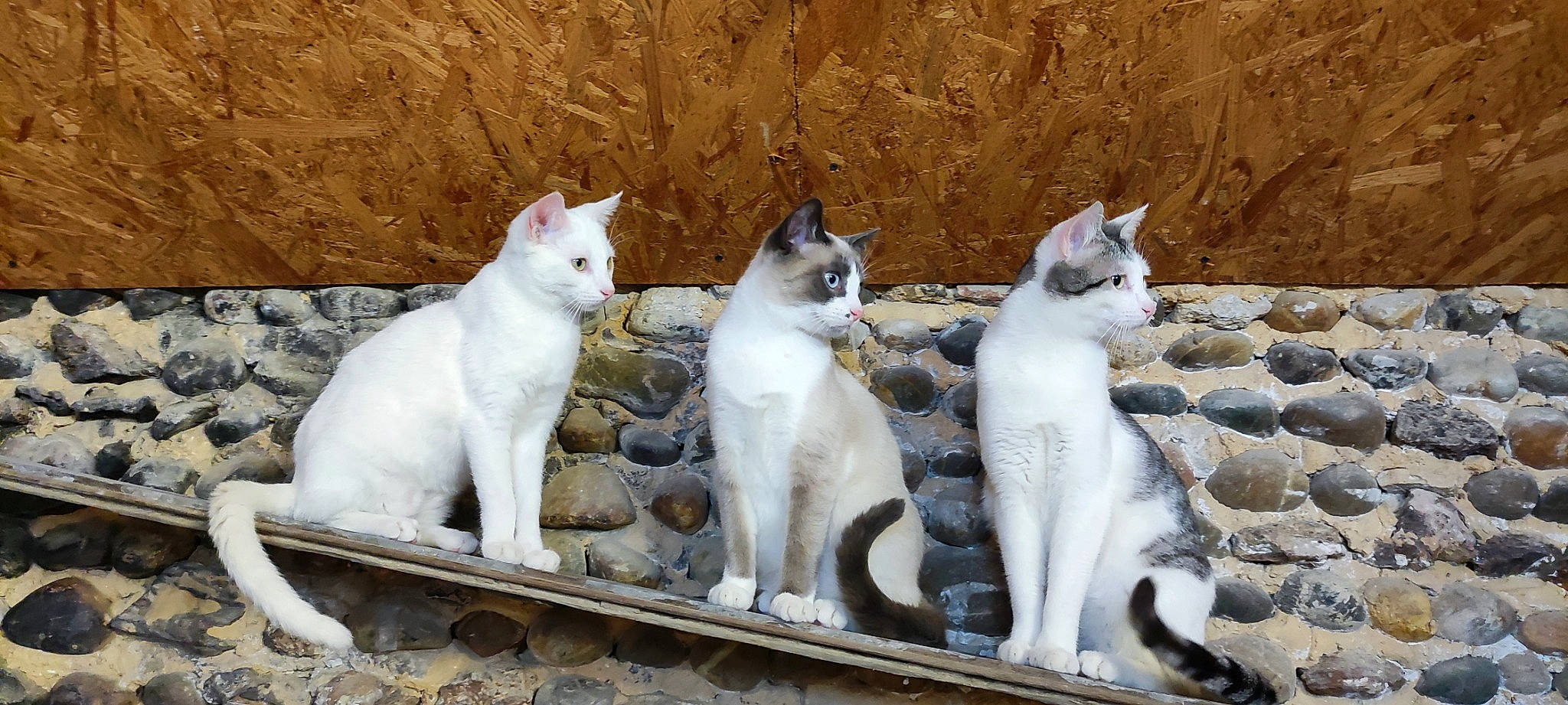 Le Trio a rejoint le concours — aidez-le/la à gagner de superbes lots ! carnivore, cat, composite_material, domestic_short_haired_cat, felidae, fur, grey, small_to_medium_sized_cats, snout, tail, terrestrial_animal, whiskers, white