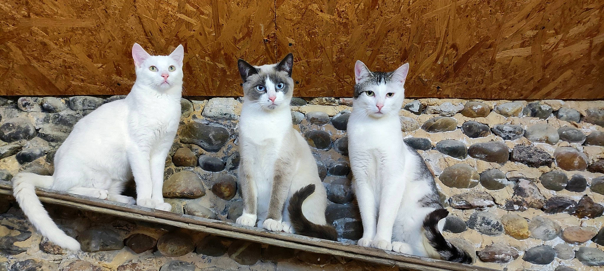 Le Trio participe au concours pour gagner de l'argent avec cette photo : carnivore, cat, composite_material, creative_arts, domestic_short_haired_cat, door, felidae, fixture, fur, grey, pattern, paw, small_to_medium_sized_cats, snout, tail, whiskers, white, window