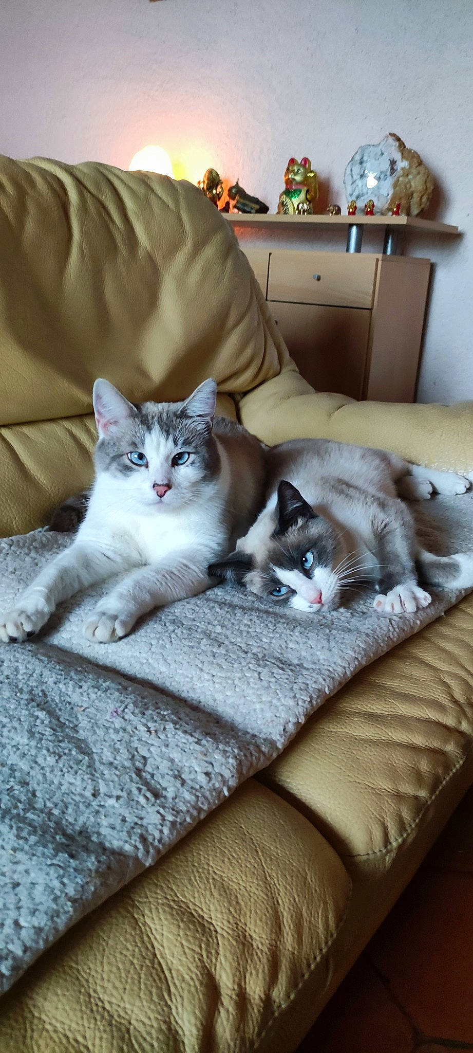 Le Trio a rejoint le concours — aidez-le/la à gagner de superbes lots ! bedding, cabinetry, carnivore, cat, comfort, couch, domestic_short_haired_cat, felidae, flooring, fur, furniture, grey, hardwood, linens, room, small_to_medium_sized_cats, tail, textile, whiskers, wood