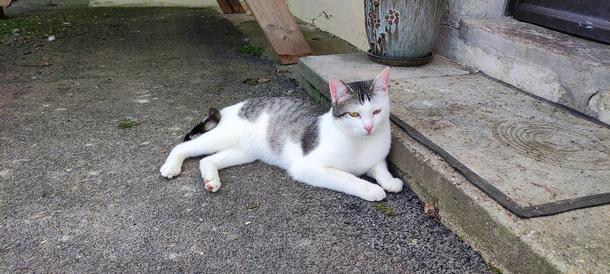 Le Trio participe au concours pour gagner de l'argent avec cette photo : art, asphalt, carnivore, cat, cement, concrete, domestic_short_haired_cat, felidae, flowerpot, fur, grass, grey, paw, plant, road_surface, sand, small_to_medium_sized_cats, tail, whiskers